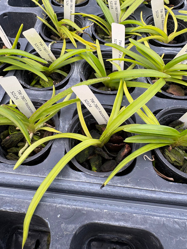 Ascocentrum curvifolia