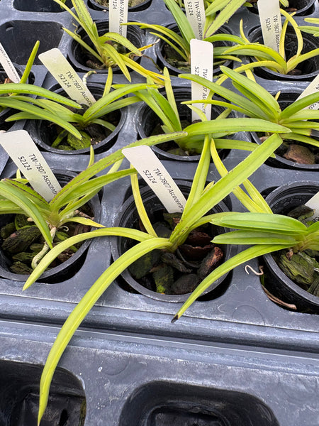Ascocentrum curvifolia