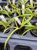 Ascocentrum curvifolia