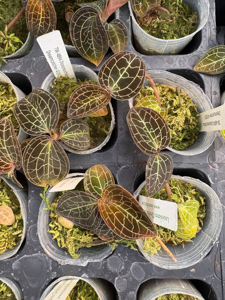JEWEL ORCHID:  Dossinochilus Dreamcatcher