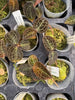 JEWEL ORCHID:  Dossinochilus Dreamcatcher