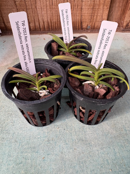 Ren. vietnamensis x Seidenfadenia mitrata fma. alba