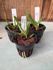 Angraecum Shooting Star