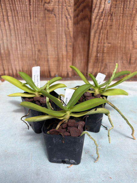 Tuberolabium kotoense