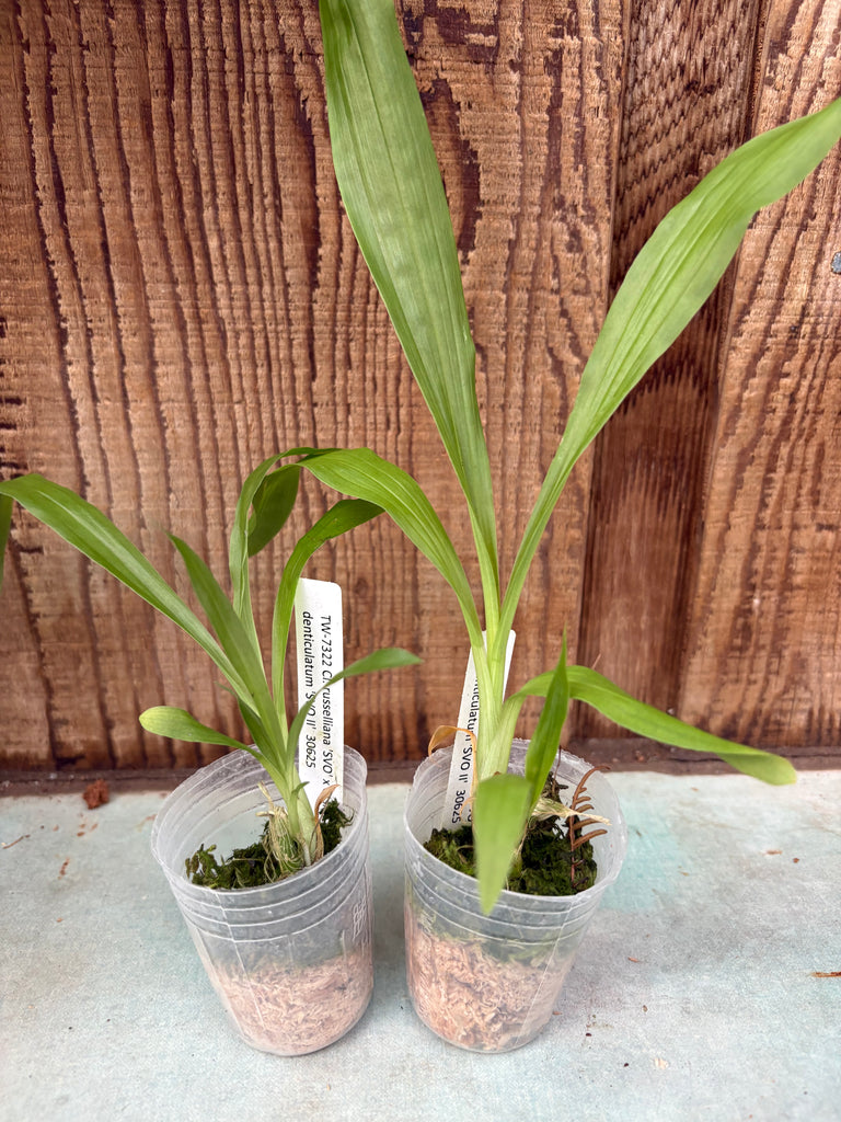 Cl. russelliana ‘SVO’ x Ctsm. denticulatum ‘SVO II’