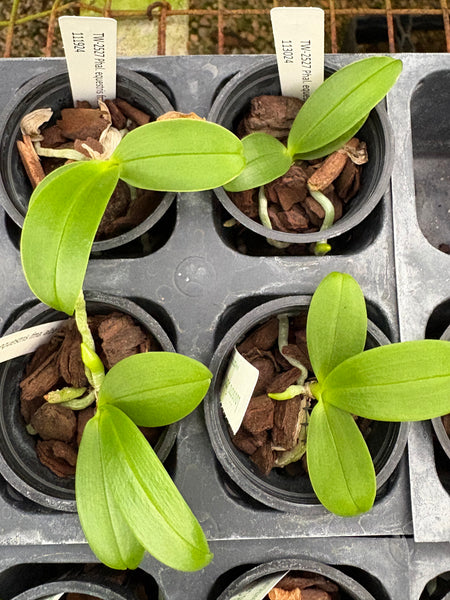 Phal. equestris fma. alba