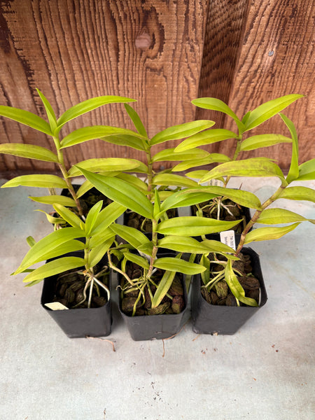 B. Whartoniana x Epi. baumannianum 6 Pack