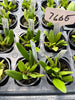 Bulb. flaviflorum
