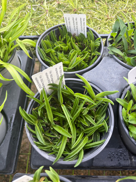 COMPOT — Angraecum( leonis x equitans)