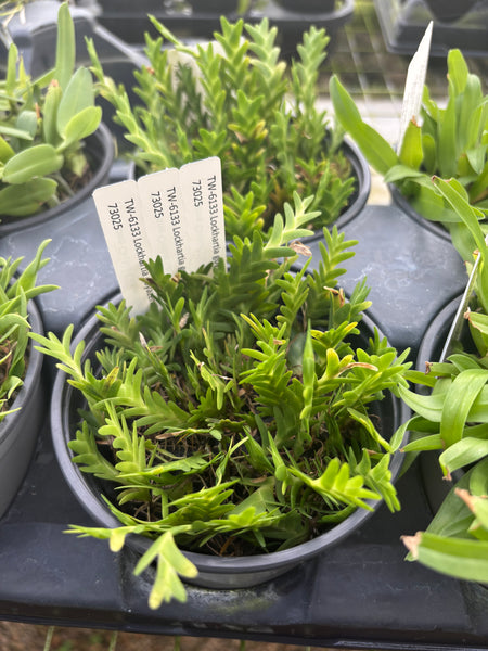 COMPOT — Lockhartia goyazenis