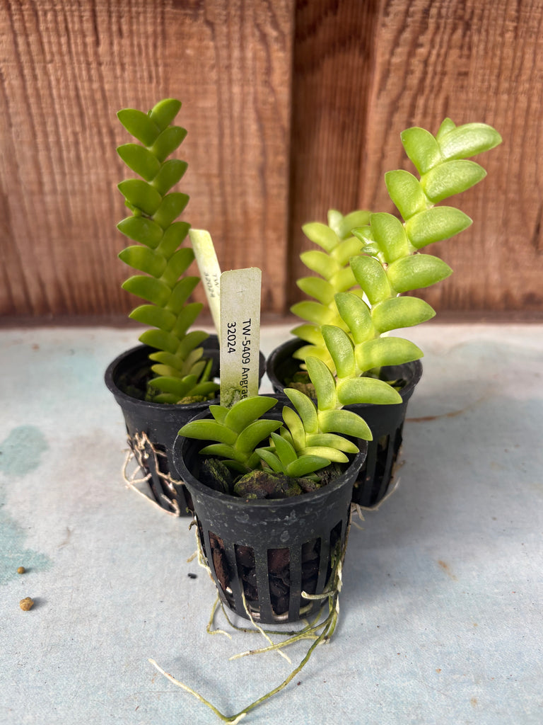 Angraecum aporoides