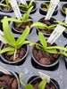 Trichoglottis fasciata