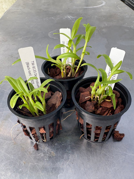 Dendrobium findlayanum