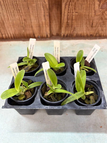 C. bowringiana fma coerulea 6 Pack