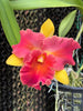 Rlc. Amazing Thailand ‘Magician’