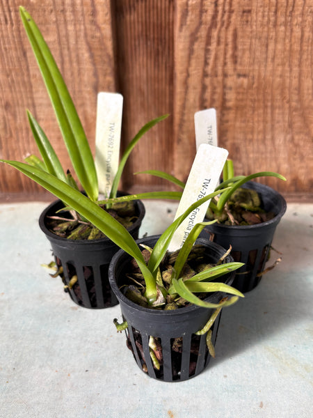 Encyclia parkerii