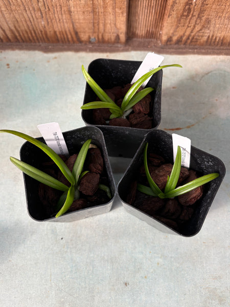 Vanda testacea