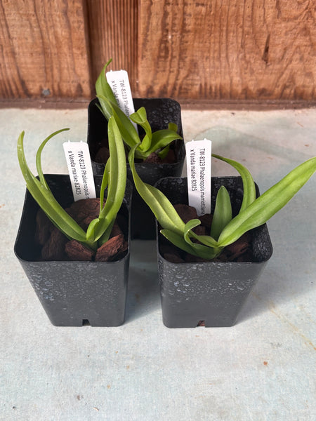 Phalaenopsis marriottiana x Vanda mariae