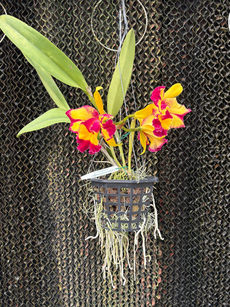 Rlc. Shang Ding Beauty