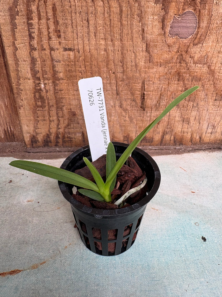 Vanda (jennae x barnesii)