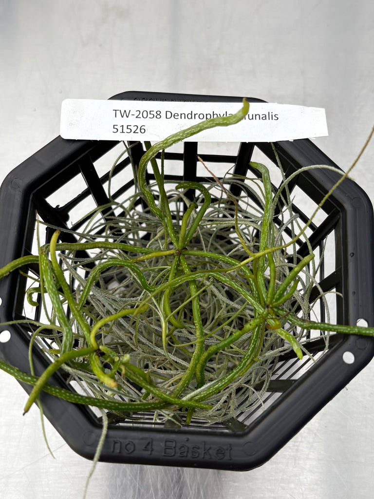 Dendrophylax funalis 3 seedlings