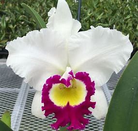 Rlc. Blanche Aisaka 'Yuki'