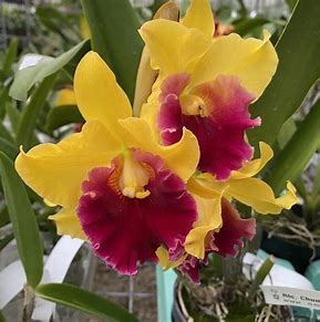 Rlc. Chunyeah 'Big Society'