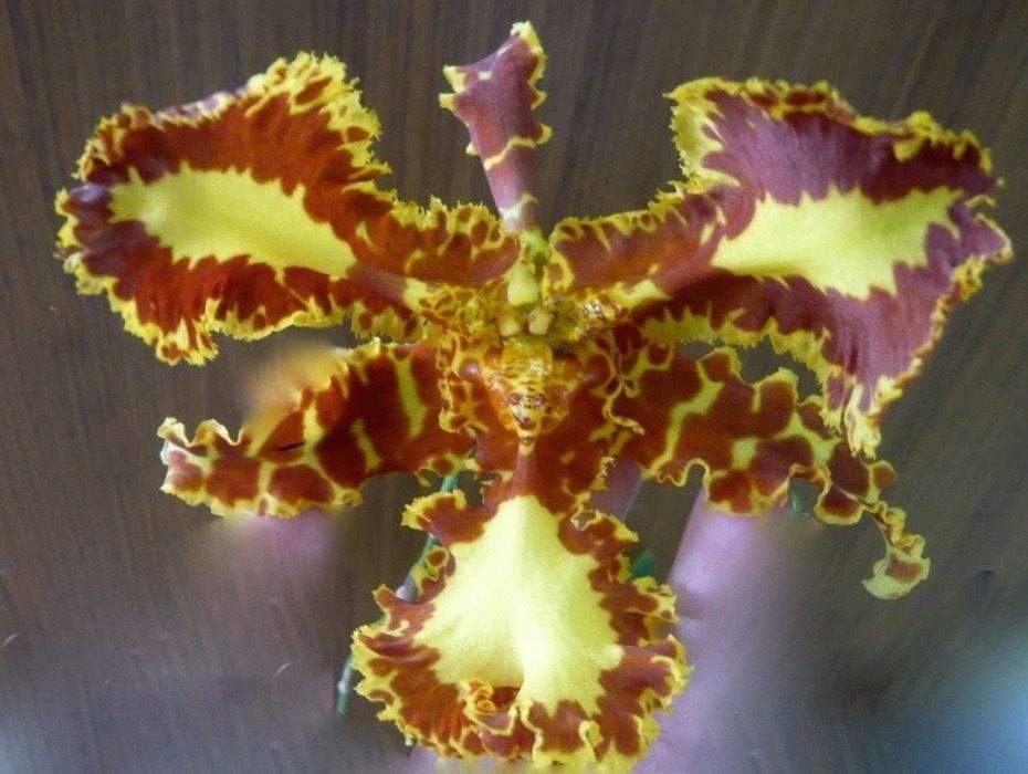 Onc. Marioosa ‘Special’ (tripple lips)