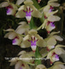 Flask Tuberolabium quisumbingii