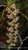 Flask Tuberolabium quisumbingii