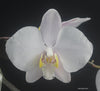 FLASK  Phal. philippinensis