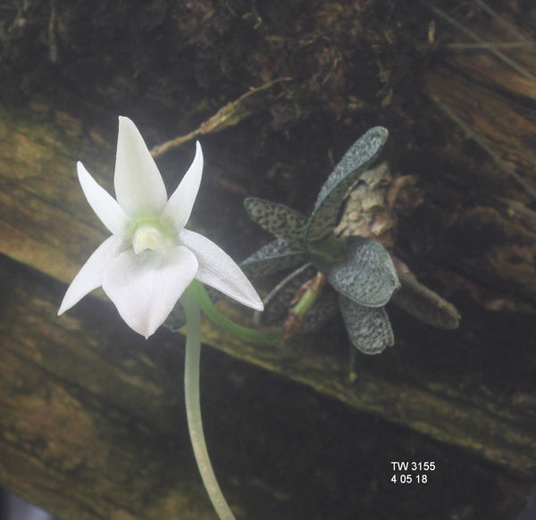 FLASK Angraecum urschianum