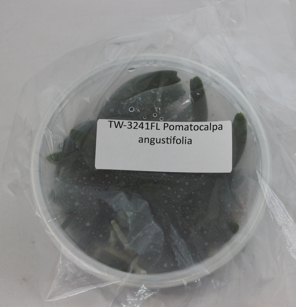 FLASK  Pomatocalpa angustifolia