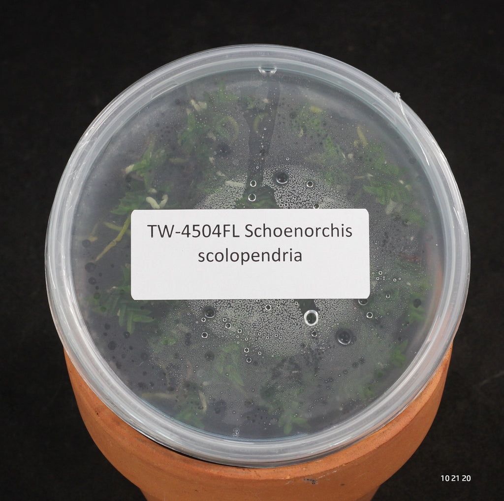 FLASK  Schoenorchis scolopendria