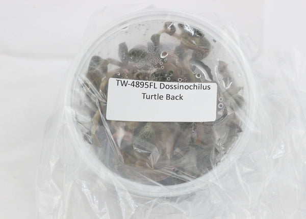 FLASK  JEWEL ORCHIDDossinochilus Turtle Back