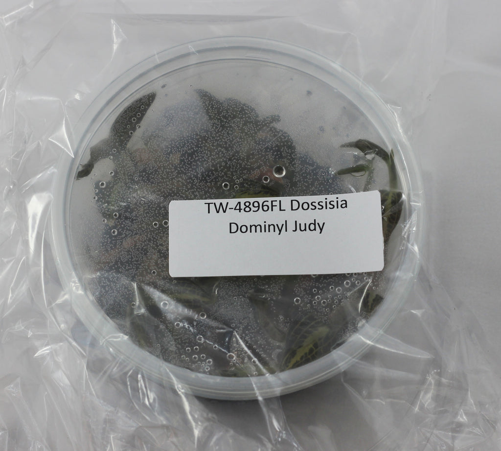 FLASK Dossisia Dominyl Judy -- Jewel Orchid