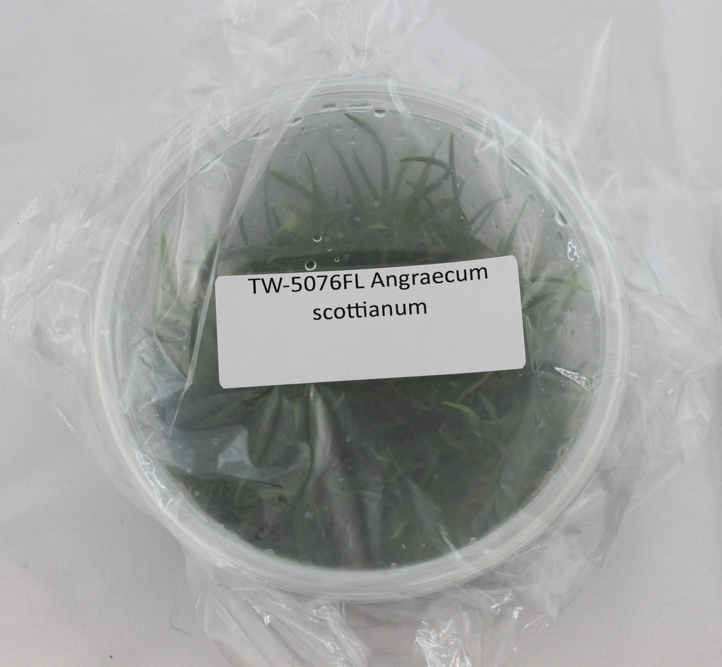 FLASK  Angraecum scottianum