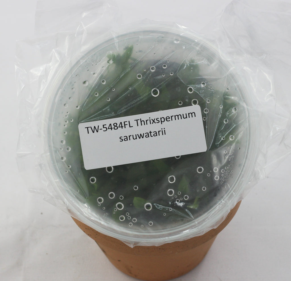 FLASK  Thrixspermum saruwatarii