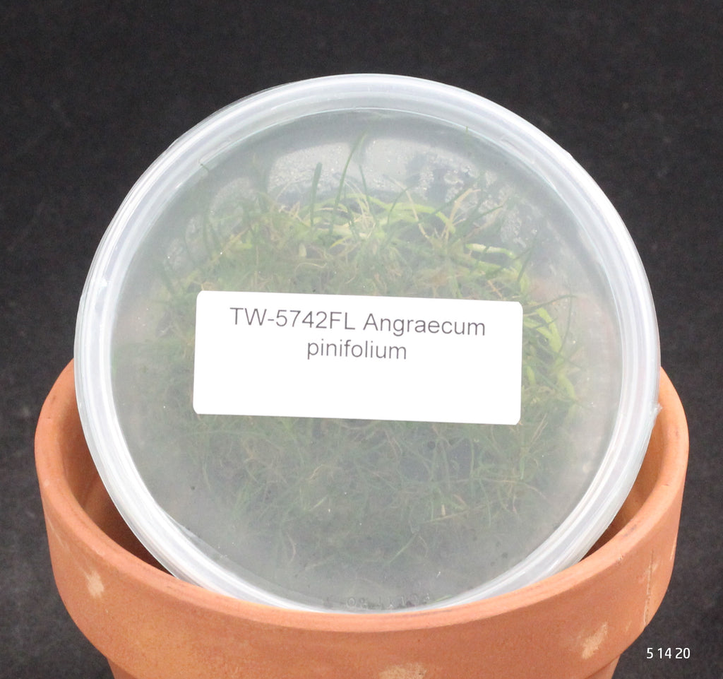 FLASK  Angraecum pinifolium