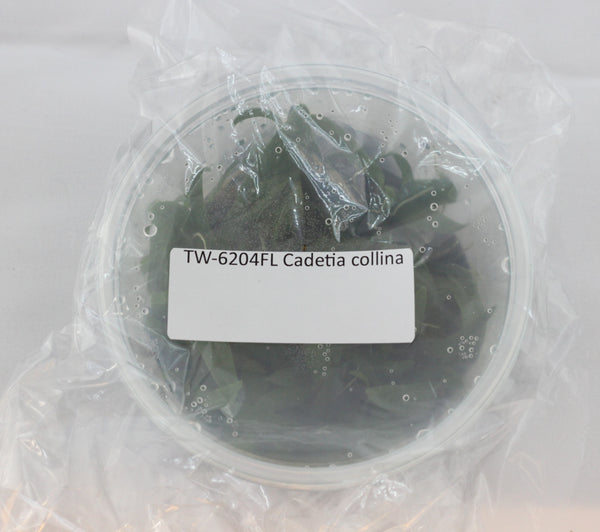 FLASK  Cadetia collina