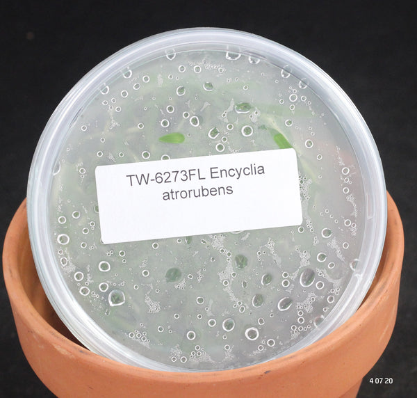 FLASK Encyclia atrorubens