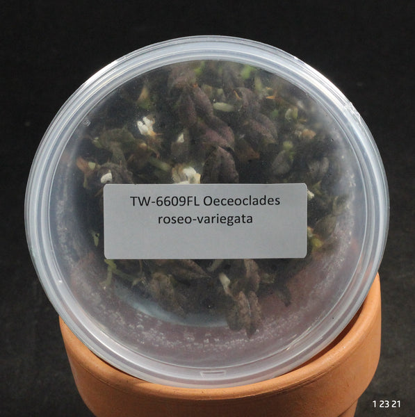 FLASK Oeceoclades roseo-variegata