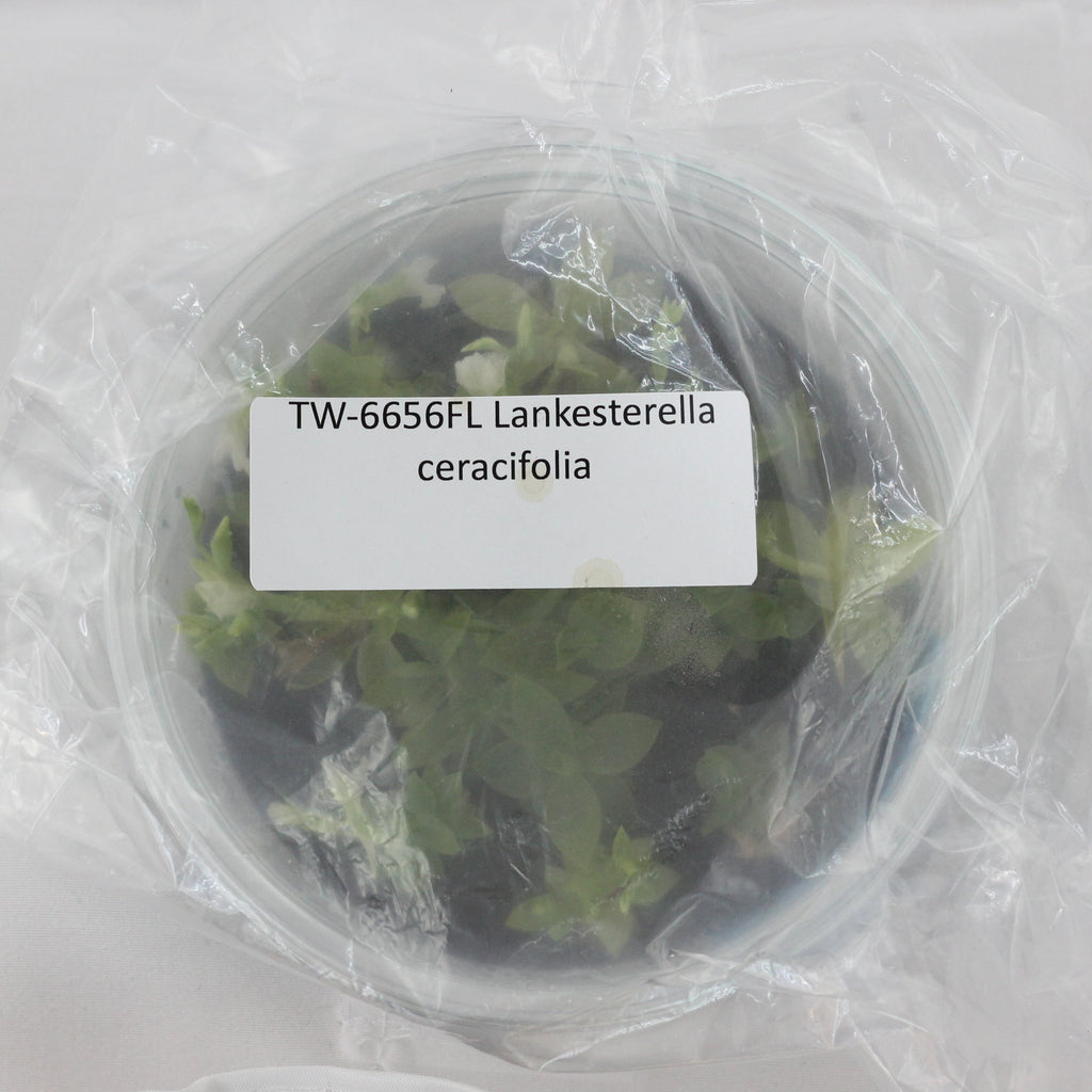 FLASK Lankesterella ceracifolia