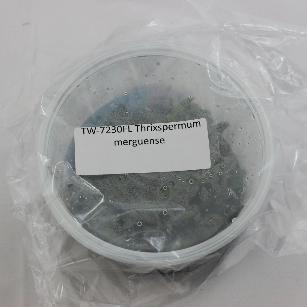 FLASK Thrixspermum merguense  
