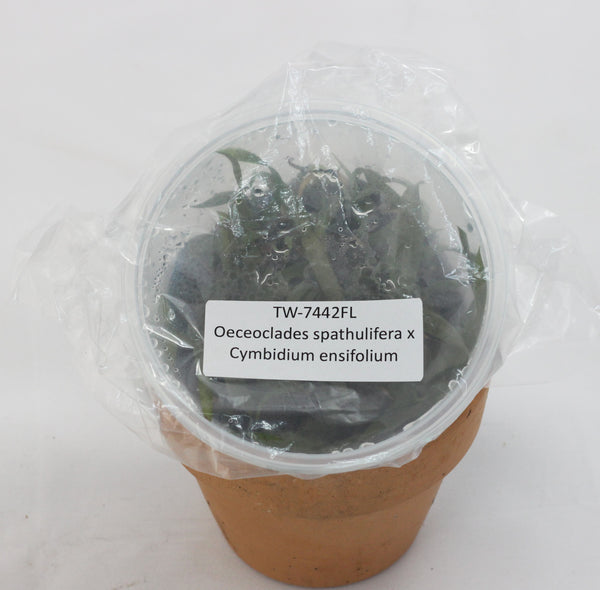 FLASK  Oeceoclades spathulifera x Cymbidium ensifolium