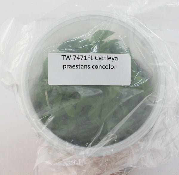 FLASK Cattleya praestans concolor