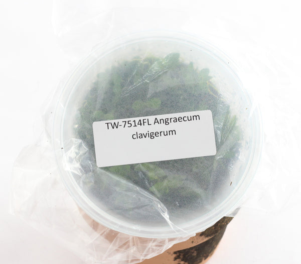 FLASK Angraecum clavigerum