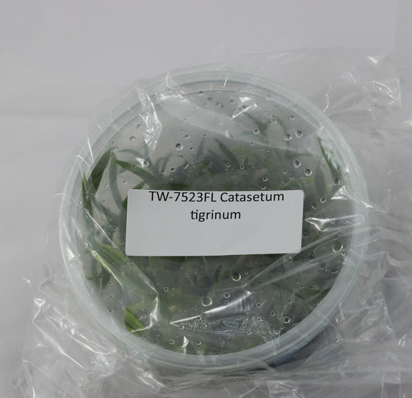 FLASK  Catasetum tigrinum