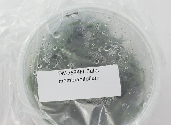 FLASK Bulb. membranifolium