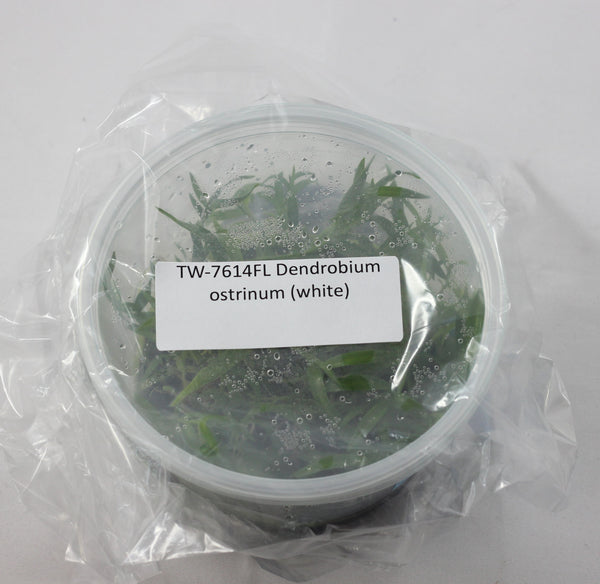FLASK Dendrobium ostrinum (white)